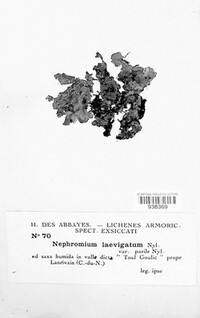 Nephroma laevigatum image
